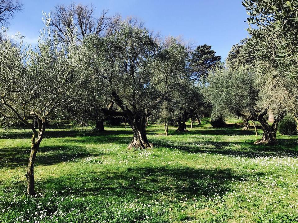 Il Pettirosso B&B グロッタフェッラータ エクステリア 写真
